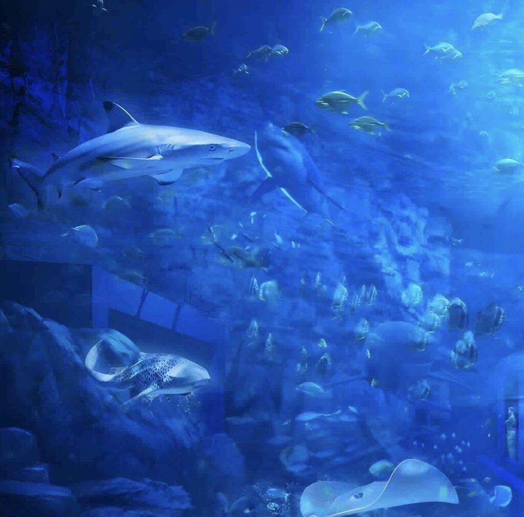 AQUA MALL AQUARIUM - thumbnail