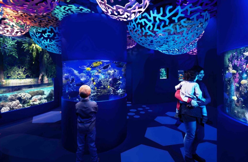 04_MMM Coral Garden Coral Garden - Aqua Mall Aquarium at Morocco Mall