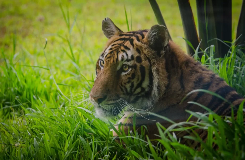AWA Tiger photo_n-min AWA Tiger photo_n-min