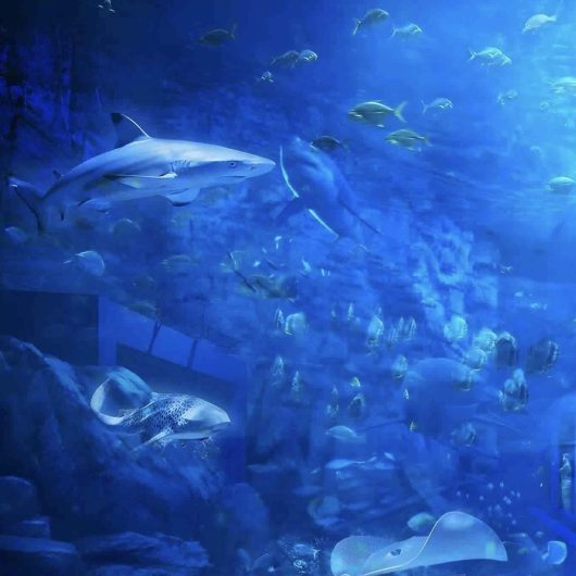 AQUA MALL AQUARIUM - thumbnail