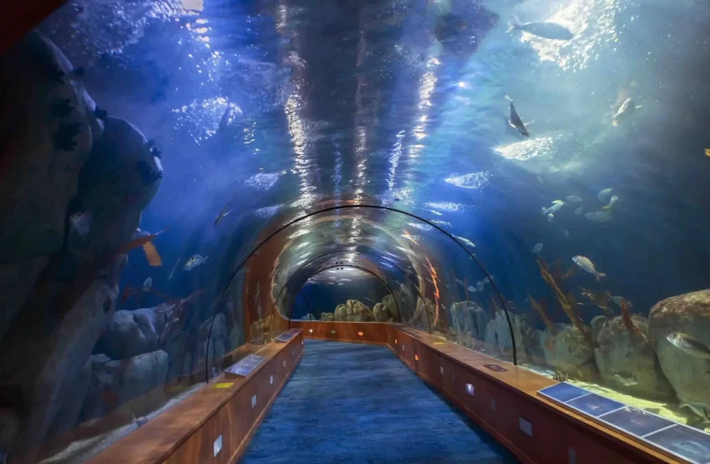 Valencia,,Spain,,September,,22,,.,Underwater,Tunnel,In,Oceanographical,Park Underwater tunnel in oceanographical Park