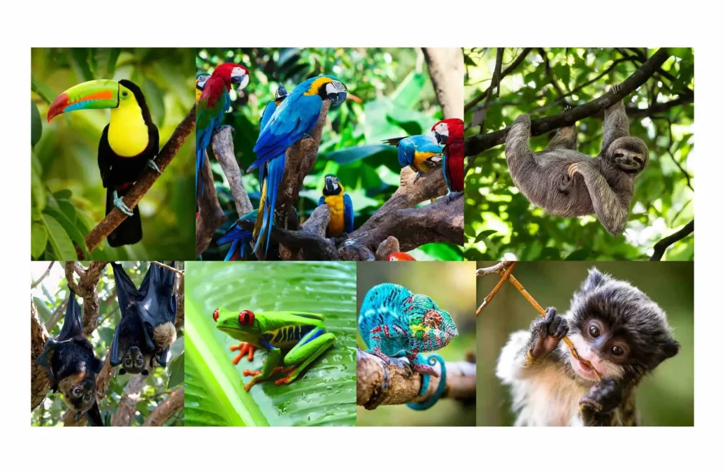 Rainforest Canopy Animals Rainforest Canopy Animals