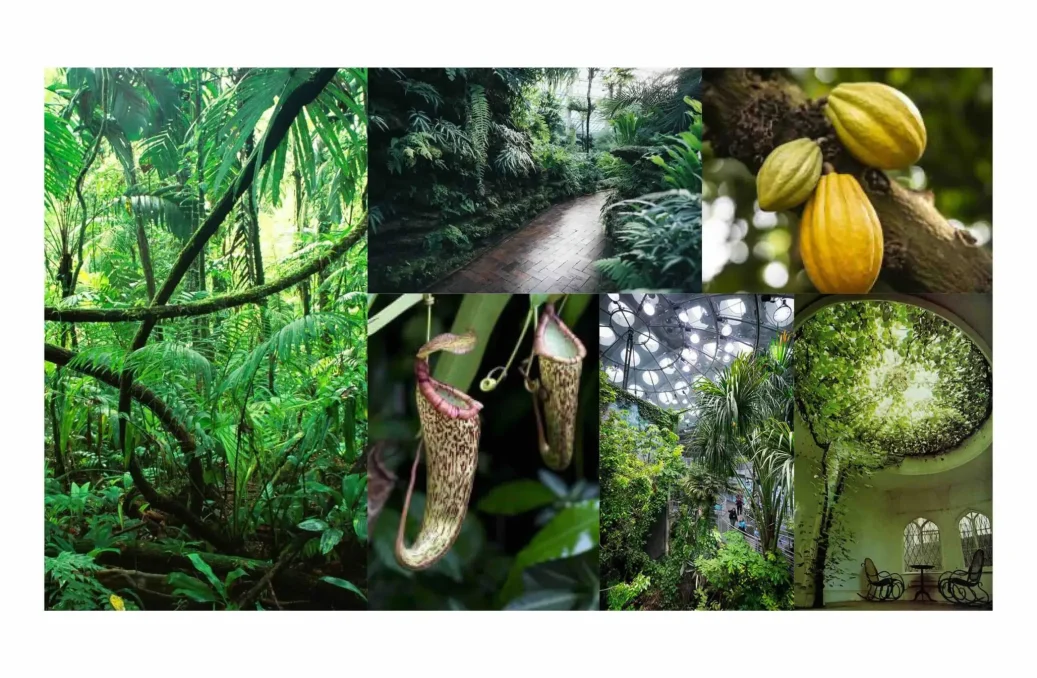 Rainforest Foliage Rainforest Foliage