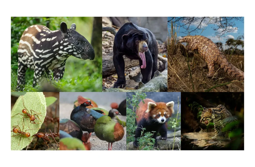 Rainforest Terrestrial Animals Rainforest Terrestrial Animals