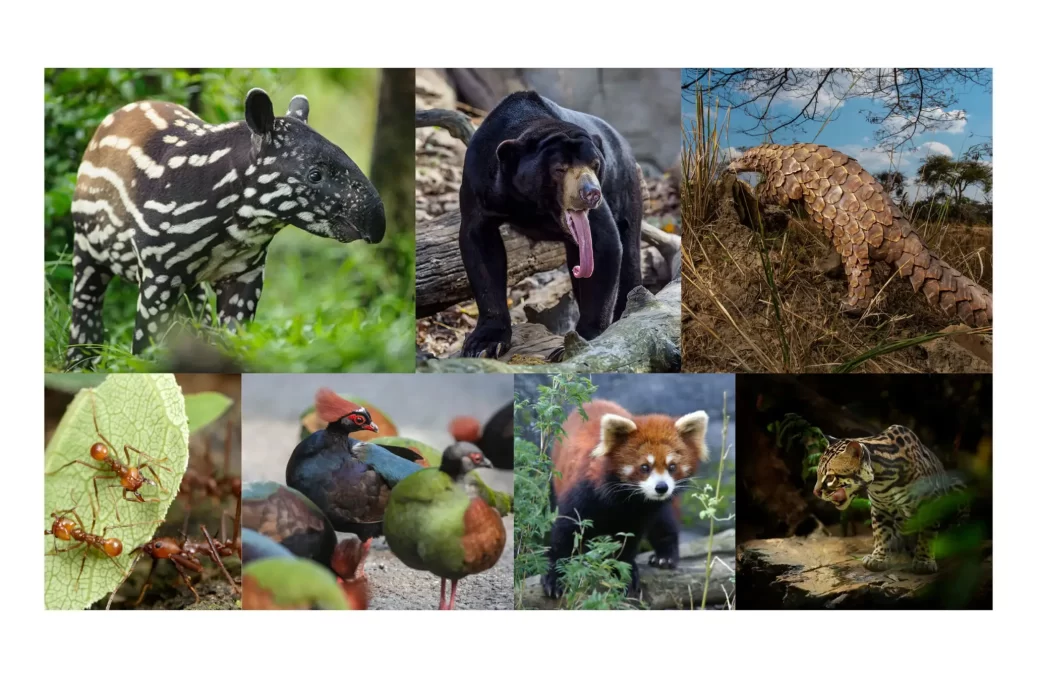 Rainforest Terrestrial Animals Rainforest Terrestrial Animals