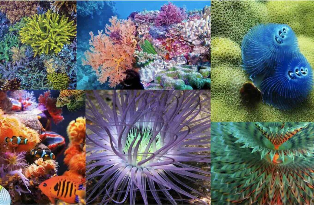 World Coral Reef Palace – 2 World Coral Reef Palace - 2