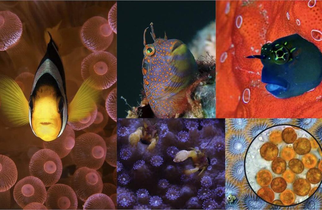 World Coral Reef Palace – 3 World Coral Reef Palace - 3