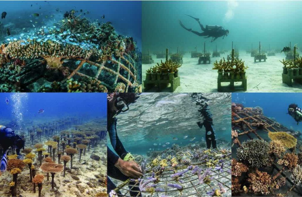 World Coral Reef Palace – 4 World Coral Reef Palace - 4